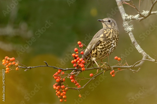 Obraz na plátně Mistle thrush (Turdus viscivorus) sitting on a rowan branch.