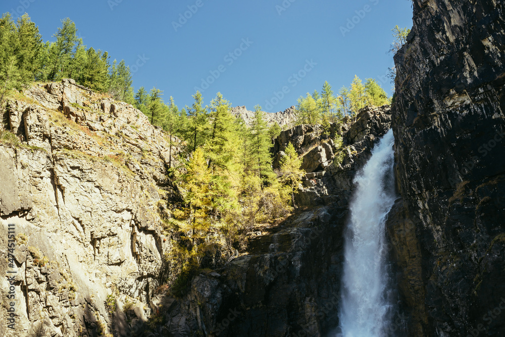 Scenic autumn landscape with vertical big waterfall and yellow trees at mountain top in sunshine. Powerful large waterfall in rocky gorge. High falling water and trees of golden colors in fall time.