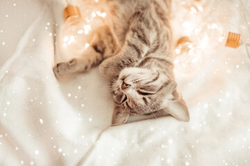 Xmas adorable tabby kitten cat resting on a knitted blanket with gold light garland decor. 2022 Happy New Year banner concept