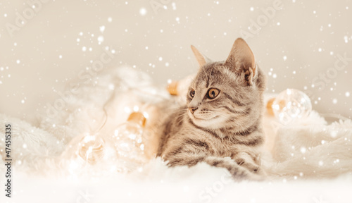Adorable tabby kitten cat sits on a knitted blanket. 2022. Christmas and Happy New Year domestic animal.