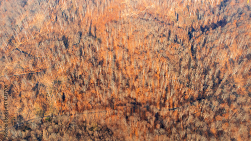leafless forest seen from above	