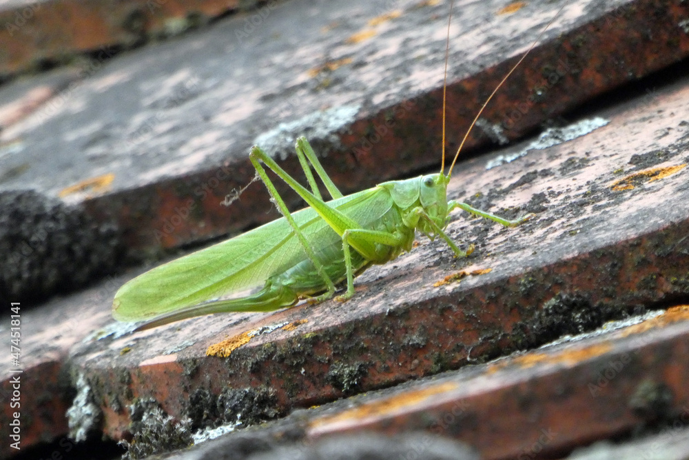 Großes Heupferd (Tettigonia viridissima) Großes Heupferd (Tettigonia viridissima)