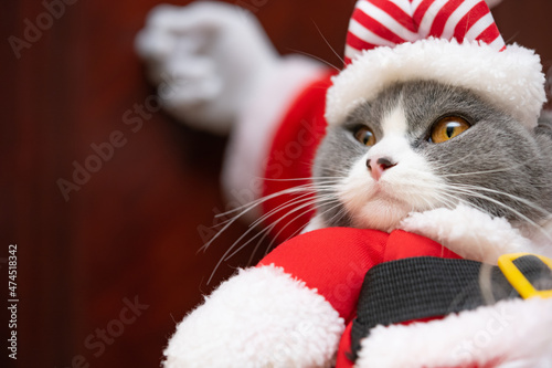 Santa Claus holding a dressed cat and knocking the door © Freer