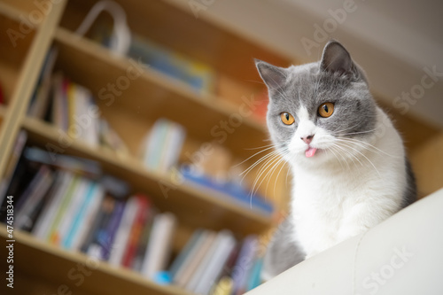 low angle view of a british shorthair cat in front of a books shelf