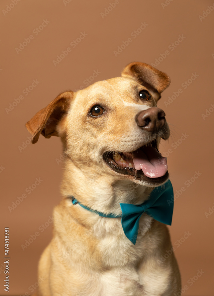 Portrait of  a dog in the studio with brown background
