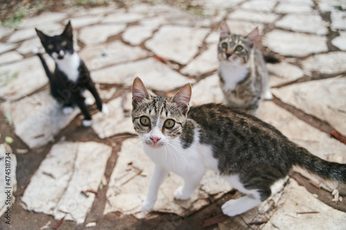 Photography Street cats begging ride on the streets of Corfu in Greece