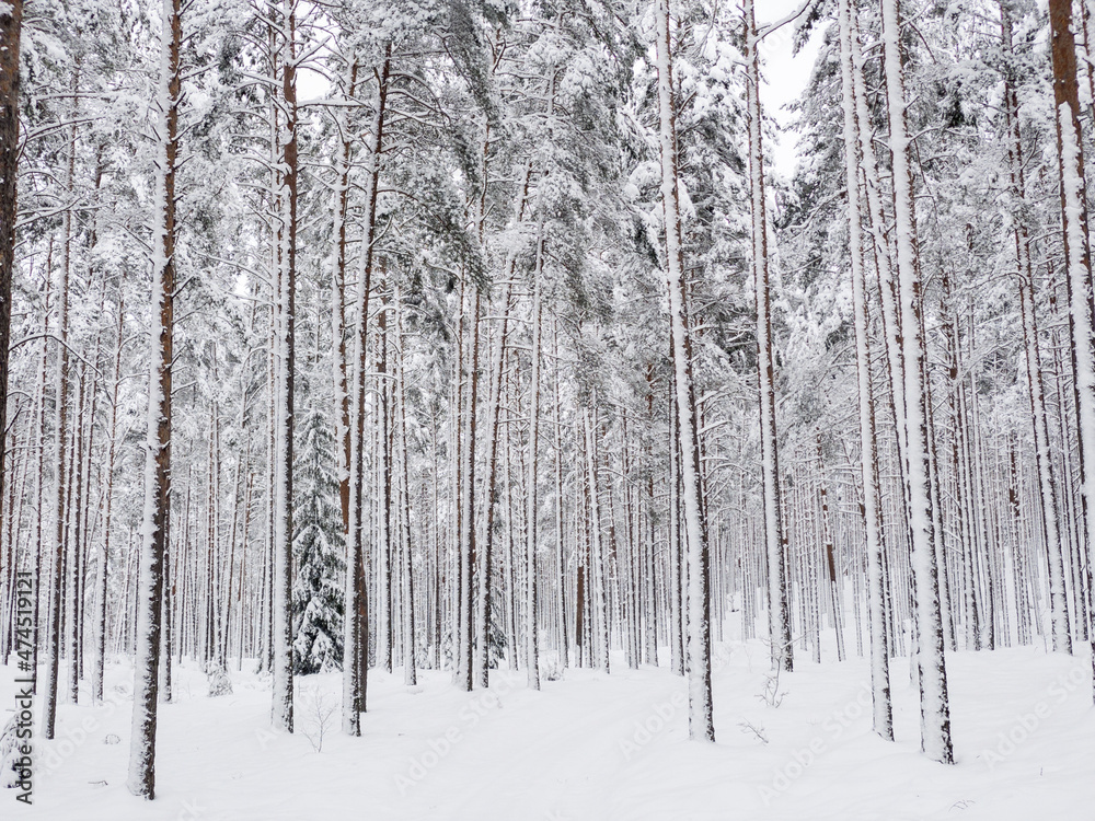 Forest with lot of snow, pine trees in snow Forest with lot of snow, pine trees in snow