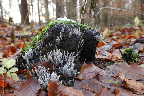 Weiße Korallenpilze auf totem Holz