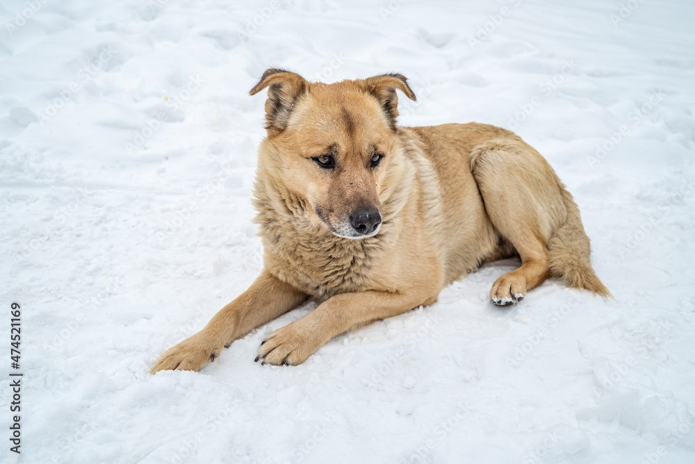 Stray homeless mixed-breed dog with light brown hair lying on snow in winter