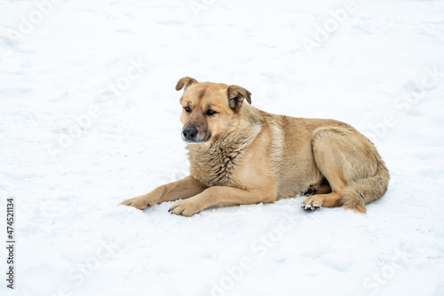 Stray homeless mixed-breed dog with light brown fur lying on snow in winter