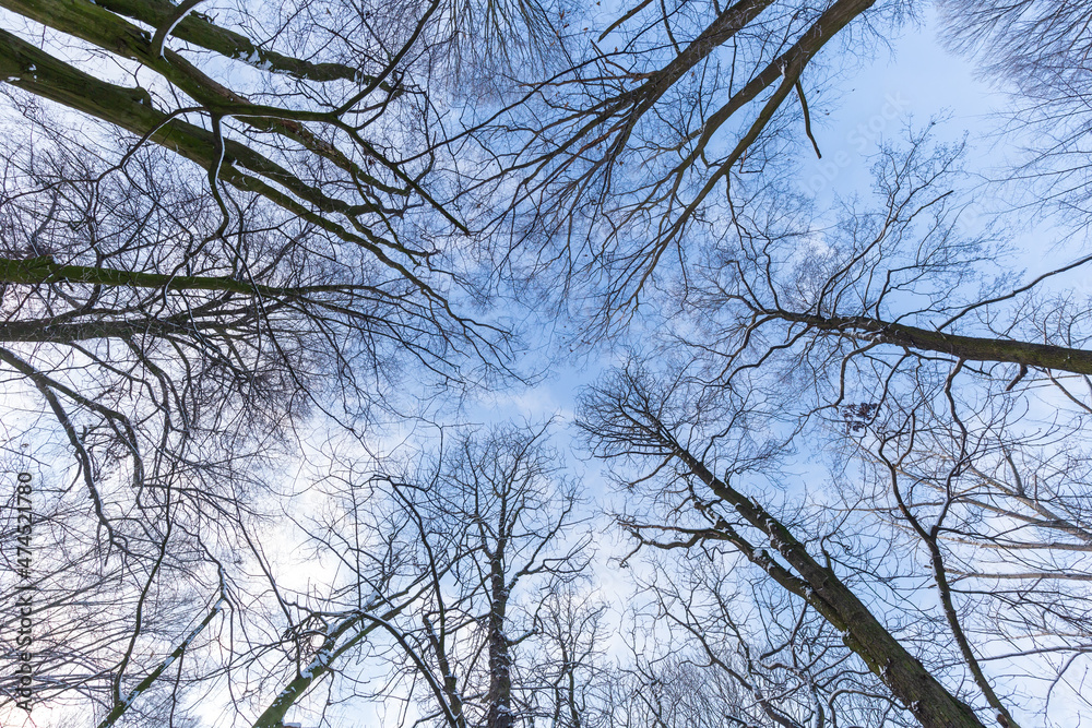 Wide angle nature landscape.View of the tops trees in winter forest from the ground under blue sky. Wide angle nature landscape.View of the tops trees in winter forest from the ground under blue sky.