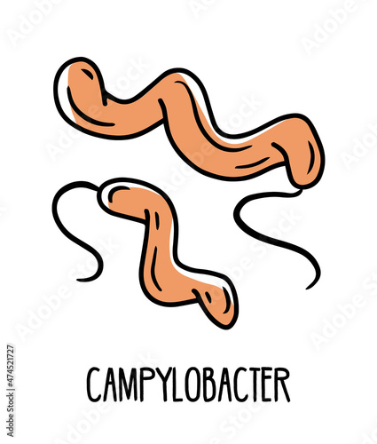 Campylobacter gram-negative curved bacteria in the human intestinal microflora, vector illustration. Microbiota of the digestive tract. photo
