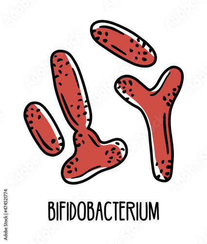 Bifidobacterium gram-positive anaerobic bacteria in the human intestinal microflora, vector illustration. Microbiota of the digestive tract.