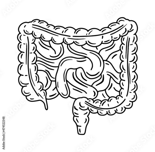 Intestine, small bowel and large colon vector anatomical illustration in doodle sketch style. Digestive system and internal organs of human photo