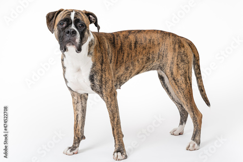 Isolated image of a germam boxer dog