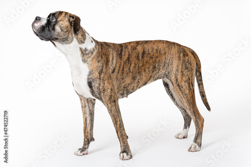 Isolated image of a germam boxer dog