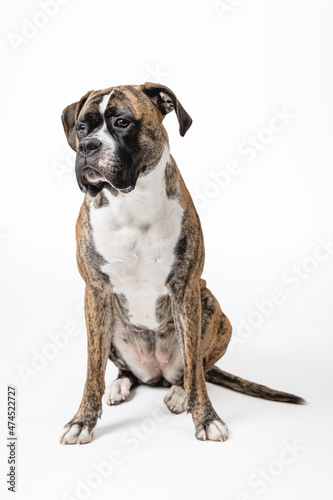 Isolated image of a germam boxer dog