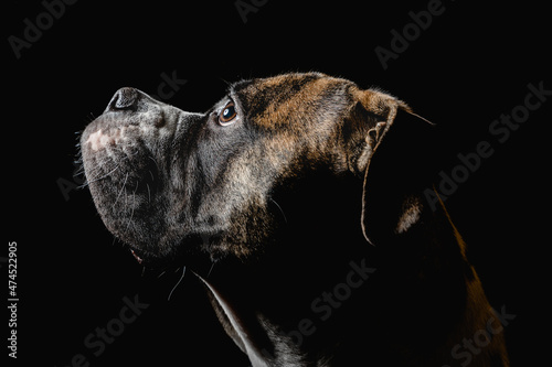 Isolated image of a germam boxer dog