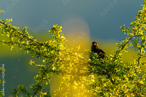 Blackbird curious photo