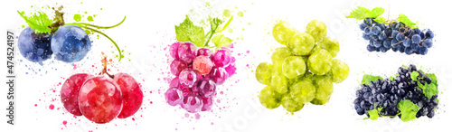 grape watercolor hand drawn on white background healthy fruit vector