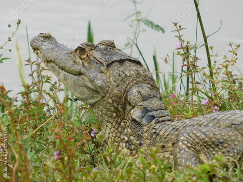 alligator in the lake