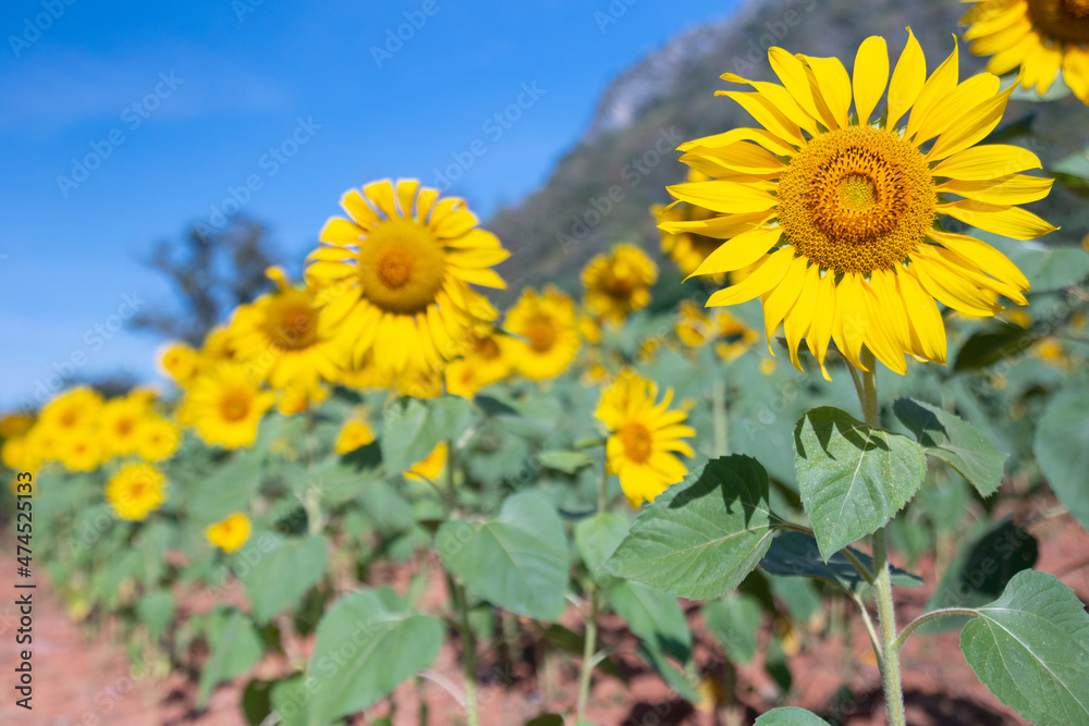 Landscape view of blossom sunflowers cultivation in the field under beautiful and clear blue sky with mountains as background shows colorful heaven with bright and shining yellow flowers.