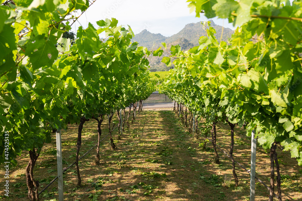 Perspective landscape view of footpath or lane in grape cultivation in summer for wine production shows beautiful rows of grape trees with mountains and clear blue sky as background.