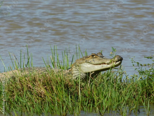 alligator in the lake