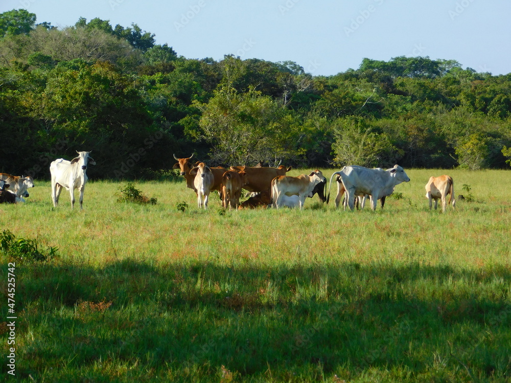 cows in the field