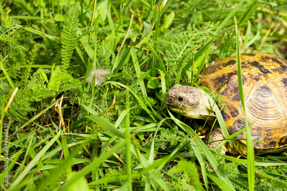 land turtle hiding in the grass from predators land turtle hiding in the grass from predators