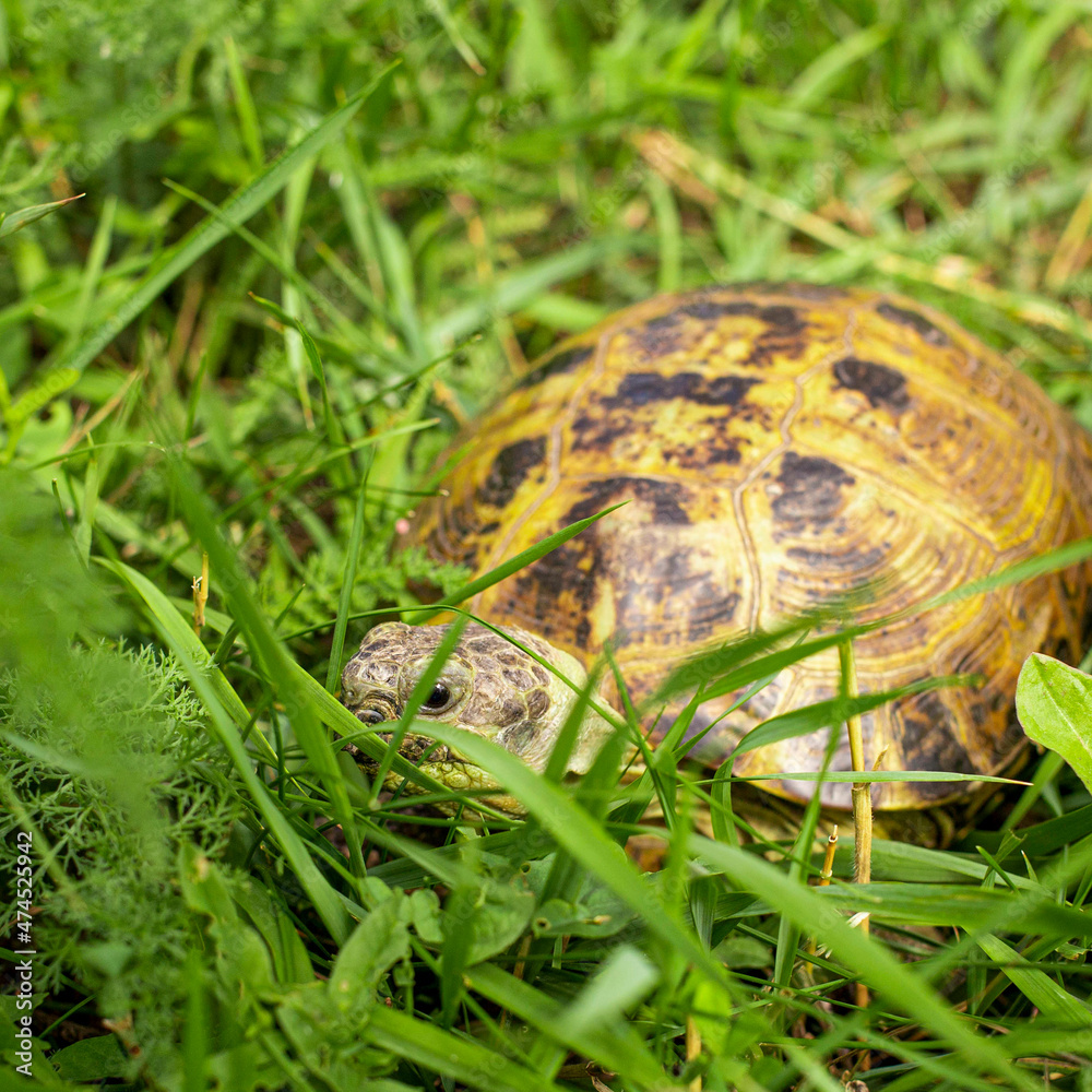 land turtle hiding in the grass from predators land turtle hiding in the grass from predators