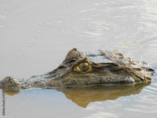 crocodile in the water photo