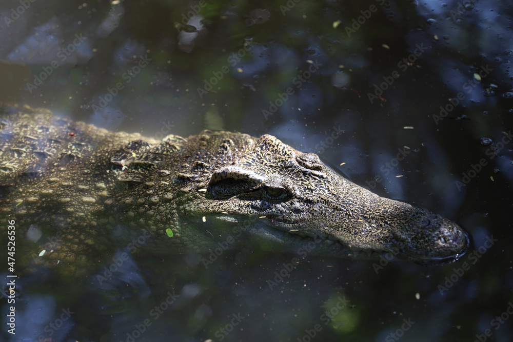 Close up head crocodile is show head in river Close up head crocodile is show head in river