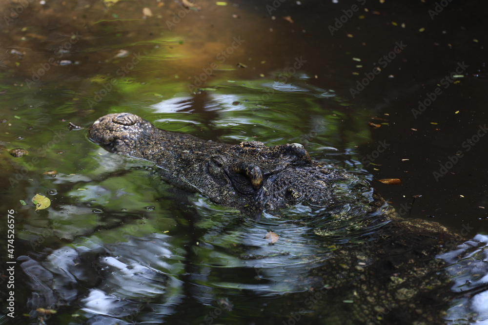 Close up head crocodile is show head in river Close up head crocodile is show head in river