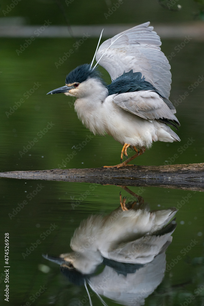 The black-crowned night heron (Nycticorax nycticorax) The black-crowned night heron (Nycticorax nycticorax)