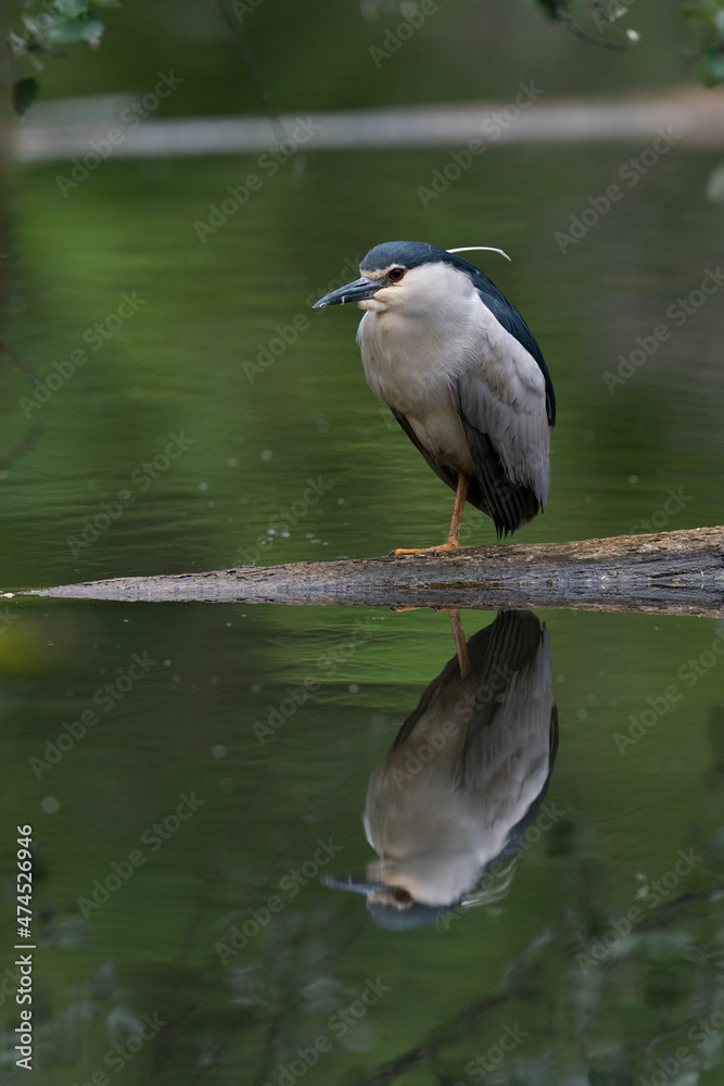 The black-crowned night heron (Nycticorax nycticorax) The black-crowned night heron (Nycticorax nycticorax)