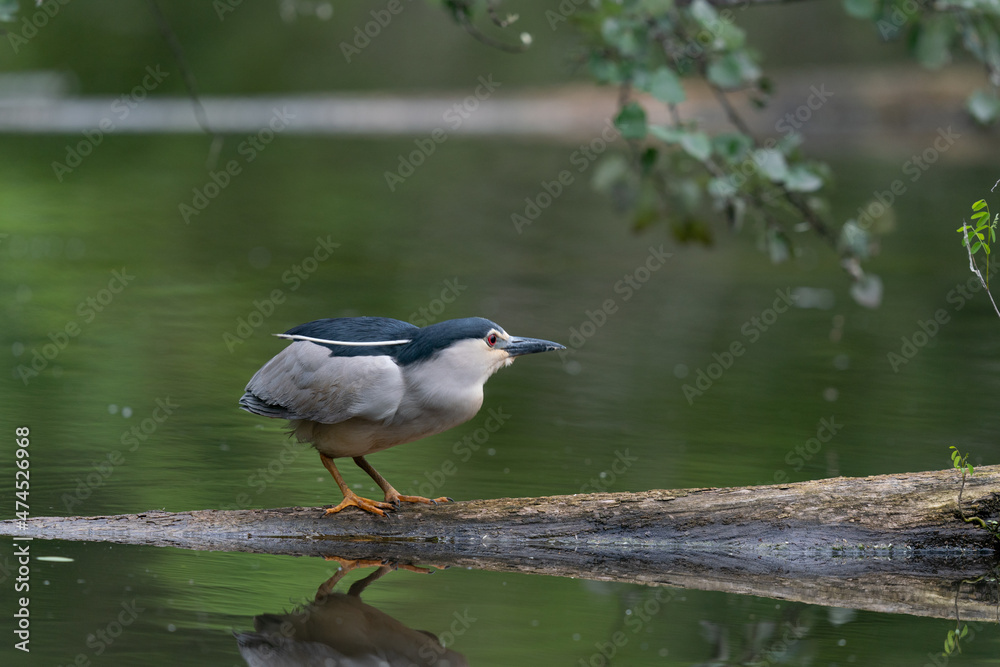 The black-crowned night heron (Nycticorax nycticorax) The black-crowned night heron (Nycticorax nycticorax)