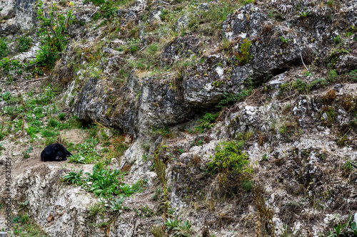 Black bear is resting on the rocks photo