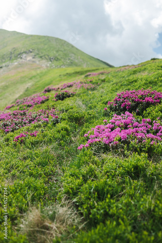 Pink color rhododendron flowers in the mountains. Beautiful summer wallpaper. Carpathians, Ukraine, Europe.
