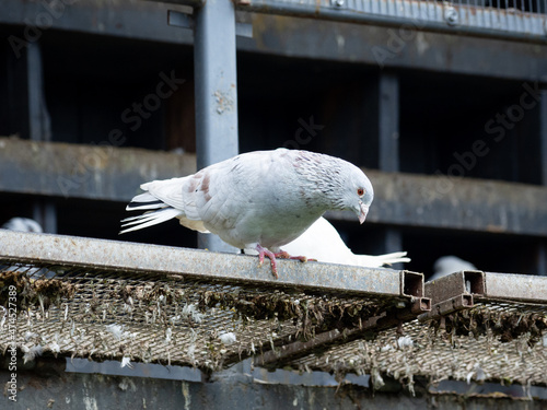 Photo of a gray pigeon