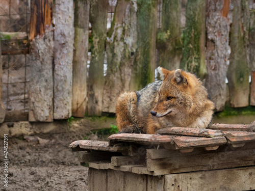 Photo of a jackal from Pavlikeni zoo