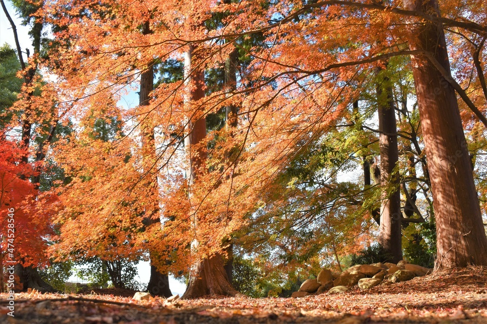 Fototapeta premium 紅葉