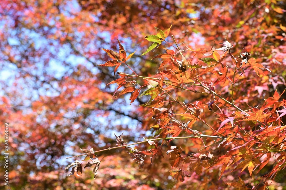 紅葉 紅葉