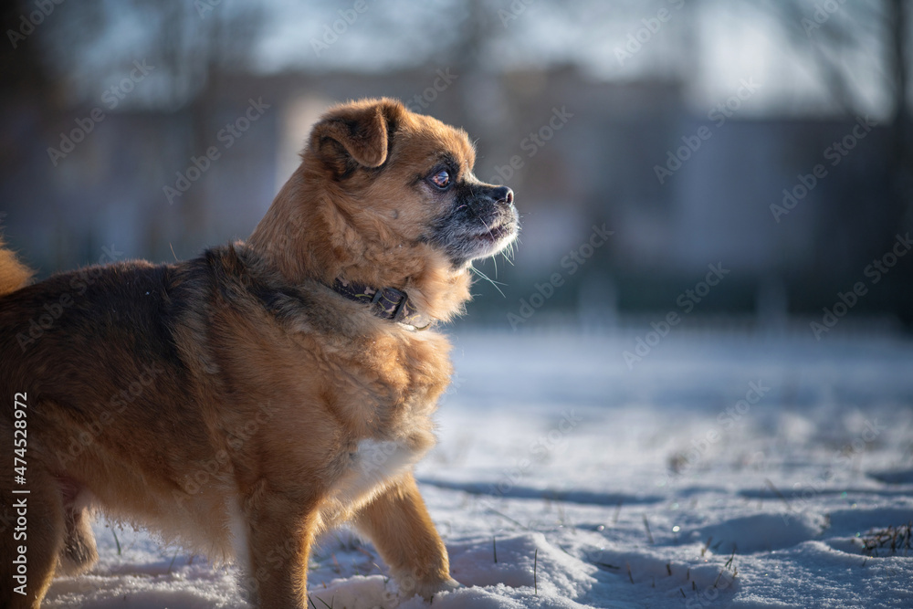 Portrait of a beautiful purebred puppy in the winter, on the snow. Portrait of a beautiful purebred puppy in the winter, on the snow.