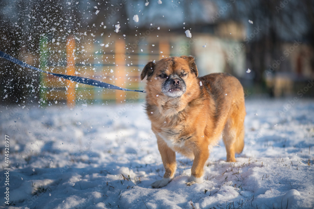 Beautiful purebred dog for a walk in the snow in a winter park. Beautiful purebred dog for a walk in the snow in a winter park.