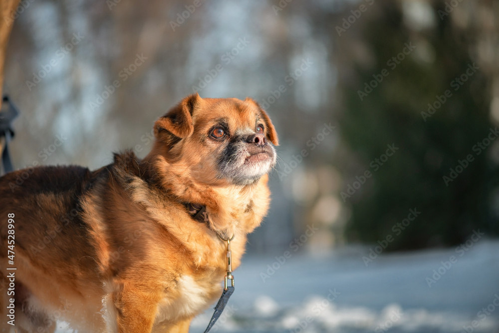 Portrait of a beautiful purebred puppy in winter, close-up. Portrait of a beautiful purebred puppy in winter, close-up.