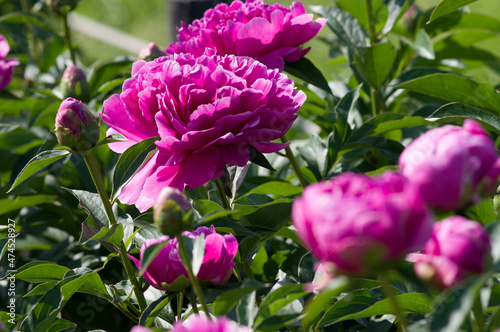 The name of this peony is Sarah Bernhardt.
Scientific name is Paeonia lactiflora.