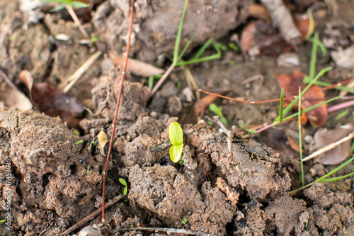 Wallpaper Mural Cracked floor for background or graphic design with drought and death concept. Torontodigital.ca