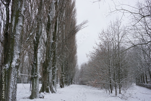 Snowy landscape with a path through the trees