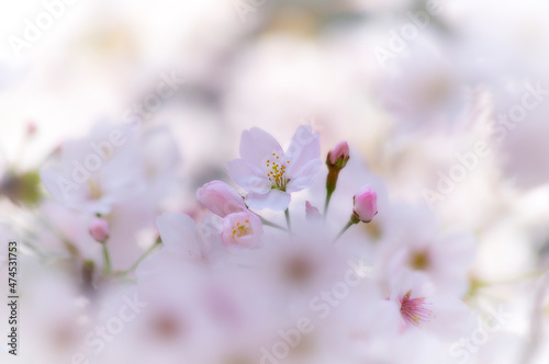 桜 © officeU1
